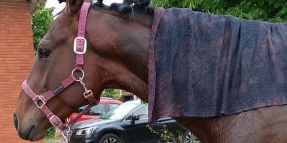 Grilli, la beffa si rinnova