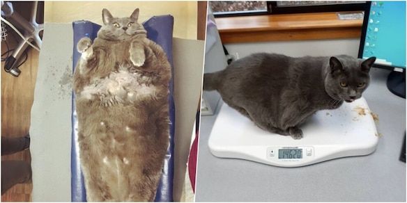 L’incredibile trasformazione di Cinder: il gatto obeso è tornato in forma!