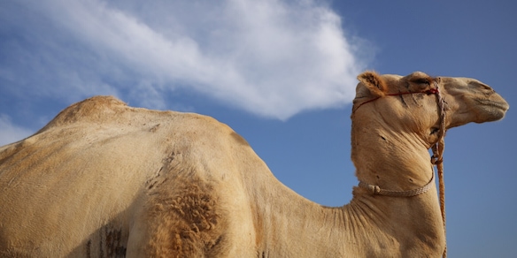 Qatar, i cammelli soffrono di mal di schiena: la causa è assurda!