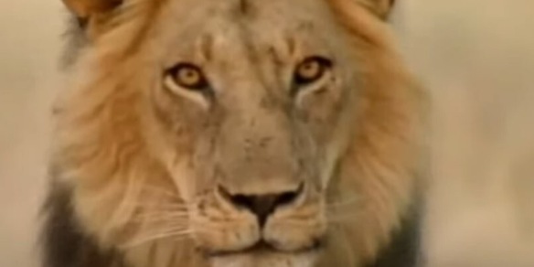 Gli animali della savana hanno più paura della voce umana che del leone