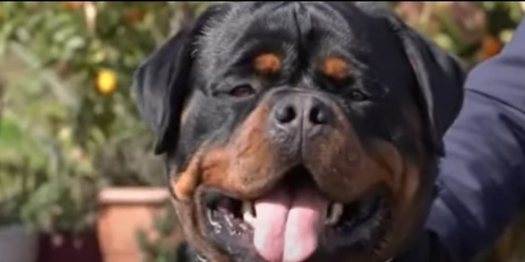Rottweiler cade dal balcone nel centro di Roma, grave donna incinta travolta