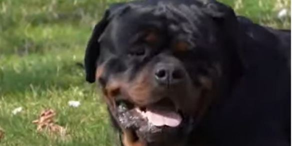 Dubbi sul rottweiler caduto dal terzo piano, la segnalazione: "Troppe follie lì"