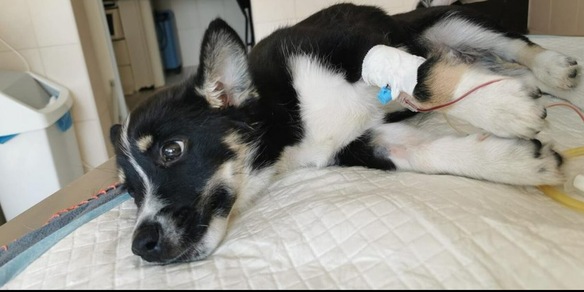 Cane buttato giù dalla finestra, il commento di Zibì Boniek è durissimo