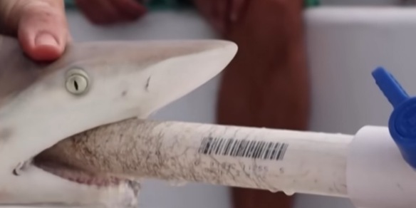 Trovati squali positivi alla cocaina in Brasile: effetti preoccupanti
