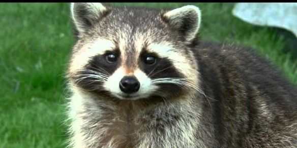 Lo sportivo che mangia procioni: "Li uccido, li scuoio, li cucino e li mangio"