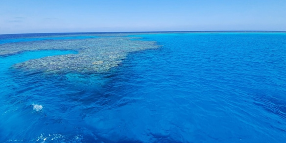 Tragedia in vacanza, turisti italiani attaccati da uno squalo nel Mar Rosso: un morto