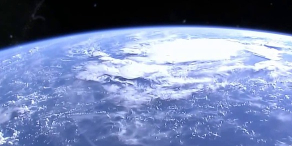 Ecco l'animale che dominerà la Terra quando la specie umana si estinguerà