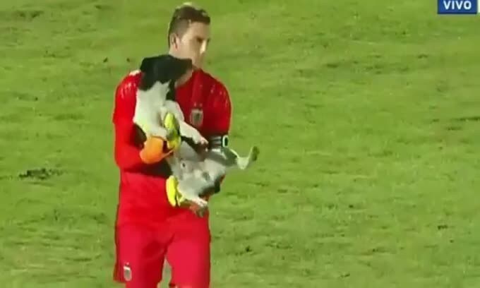 Il cane invade il campo e il portiere lo "para"