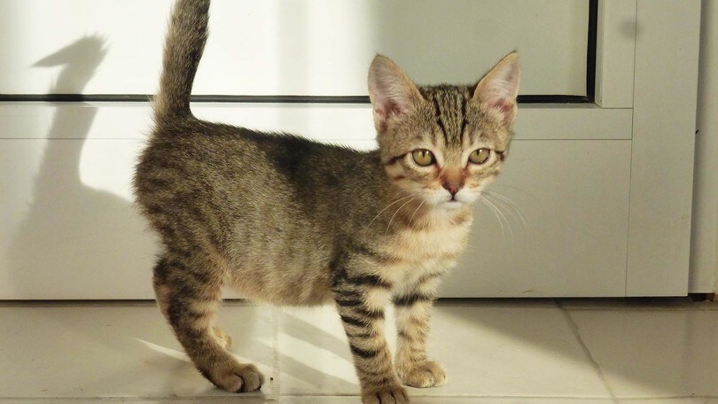 SuperCat Show a Fiera di Roma