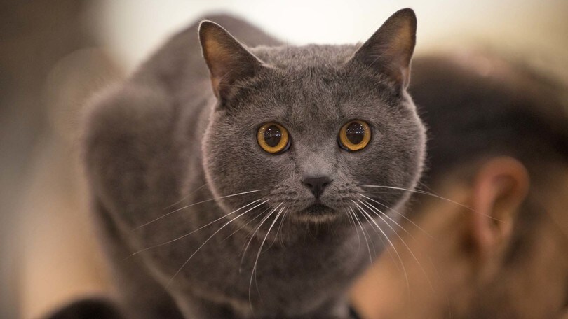 SuperCat Show a Fiera di Roma