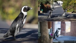 Coronavirus, i pinguini invadono le strade di Città del Capo