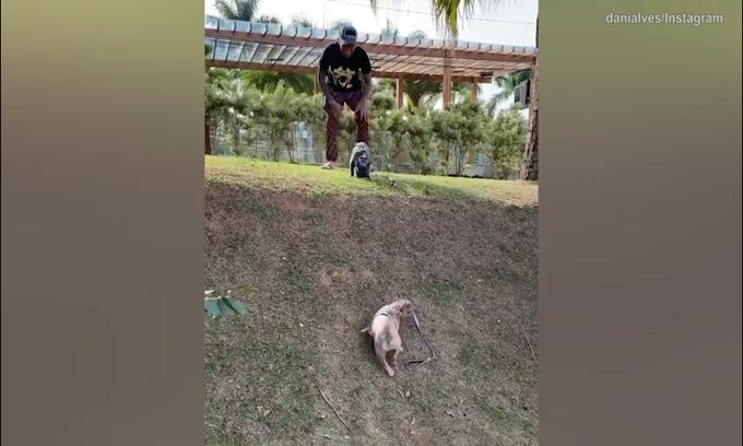 Dani Alves "stimola" il cane nell'impresa e...ci riesce!