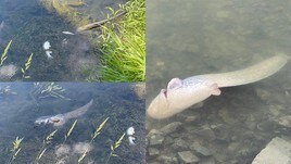 Roma, misteriosa moria di pesci nel Tevere: indagini in corso