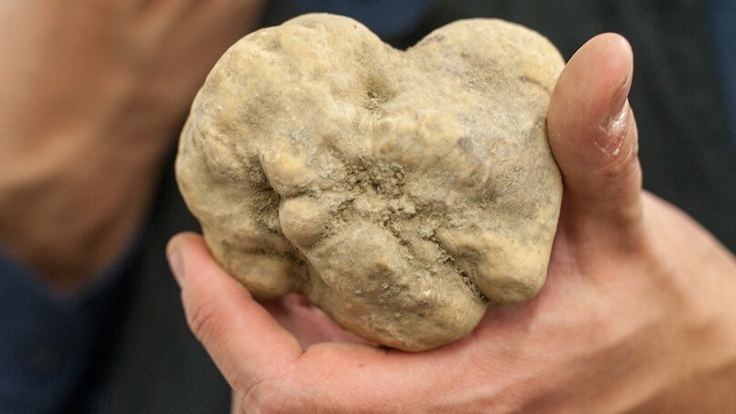 Alba da sempre è la regina del gusto che offre il vino ed i tartufi immersi tra vigneti ed i castelli tra le colline a sud del piemonte. truffleat 1 Alba e Langhe, scoprendo l'arte del gusto