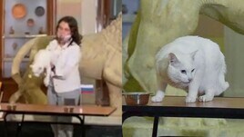 Achille il gatto stupisce la Russia: la nuova previsione per Euro 2020