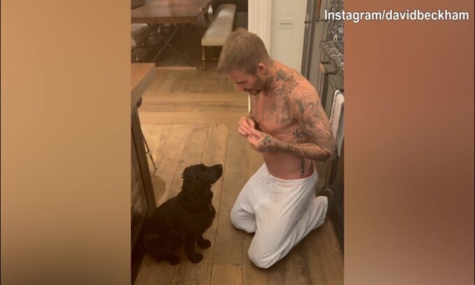 Beckham e le lezioni al cane