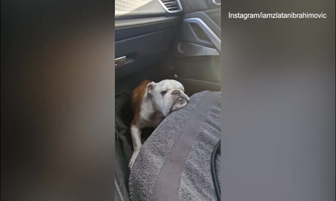 Ibra dà il buongiorno... con il cane! Il video social