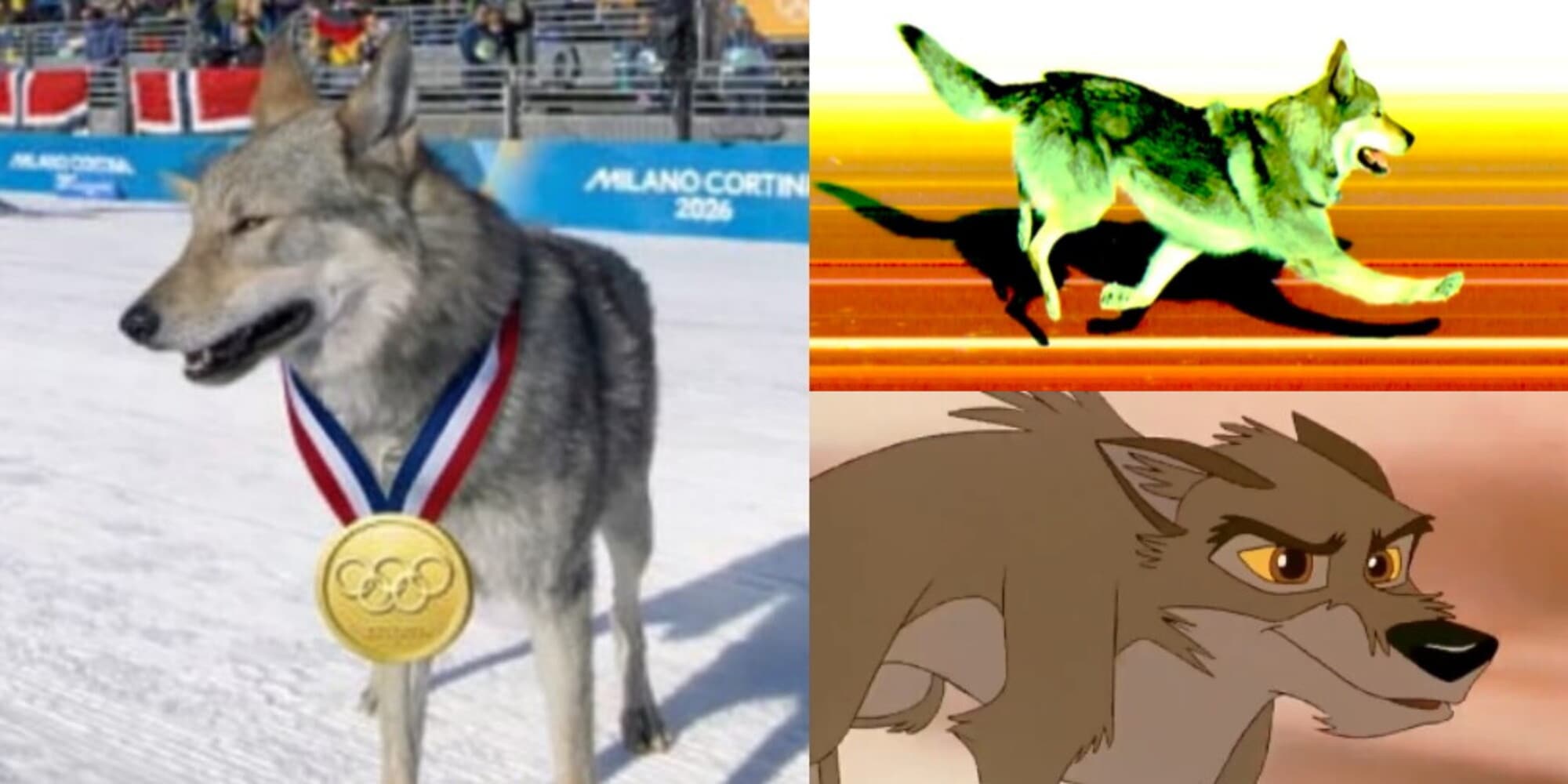 Il cane lupo conquista Milano Cortina, social scatenati: "Dategli una medaglia!"