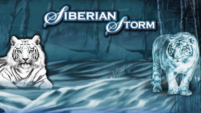 Slot Siberian Storm con due tigri bianche su sfondo blu di foresta ghiacciata