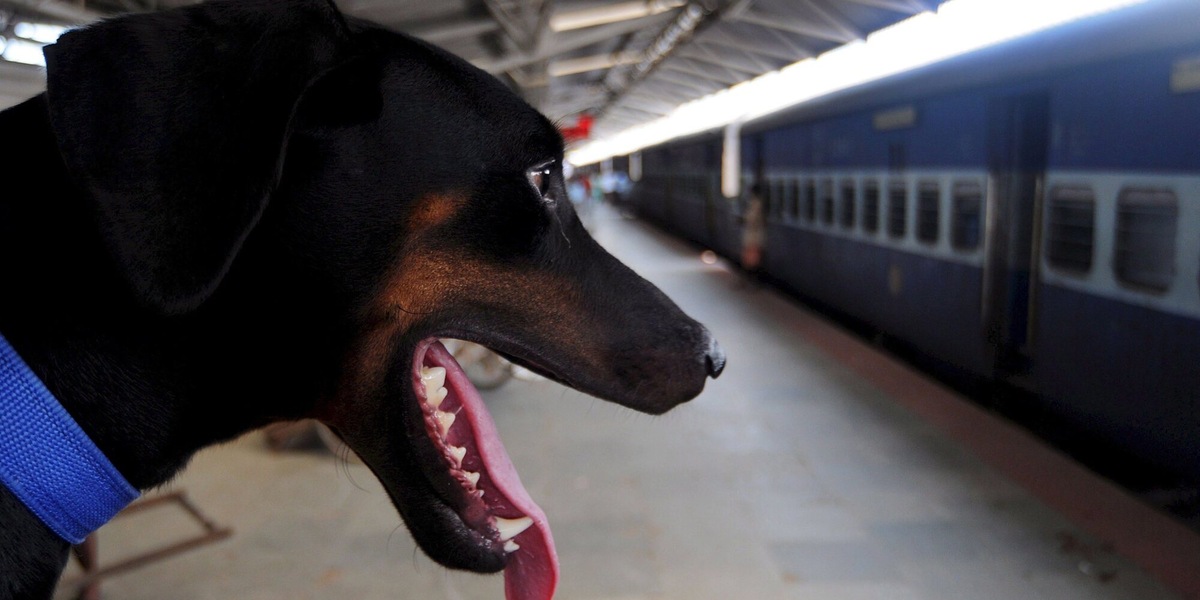 I cani viaggiano gratis su Frecce e Intercity fino al 15/9