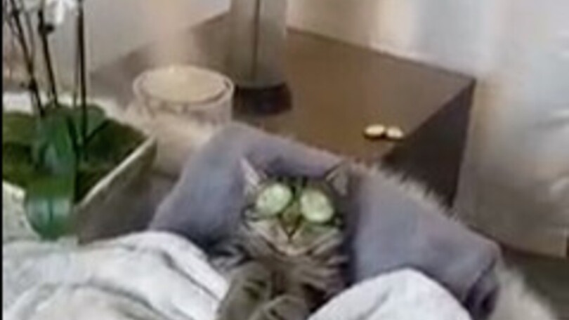Povero gattino, non riesce a stare in pace neanche in una SPA