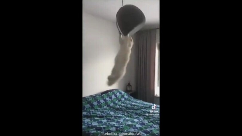 Acrobata a suon di musica: il gatto sul lampadario è pazzesco