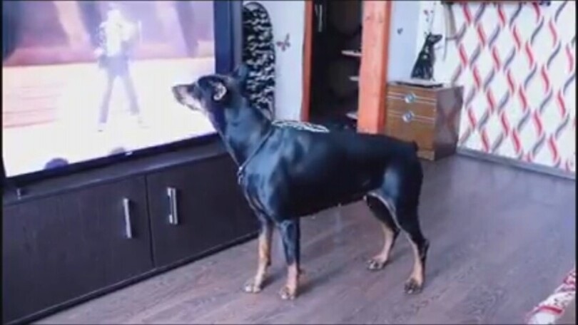 Parte la musica e il cane si trasforma in… Michael Jackson