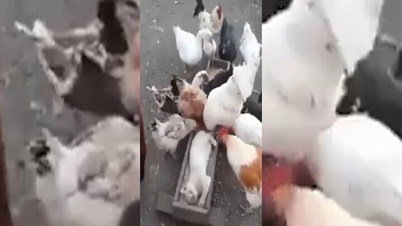 Galline a dieta? Ci pensa il gatto a non farle mangiare