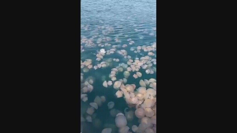 Invasione di meduse nel Golfo di Trieste, l’acqua diventa rosa