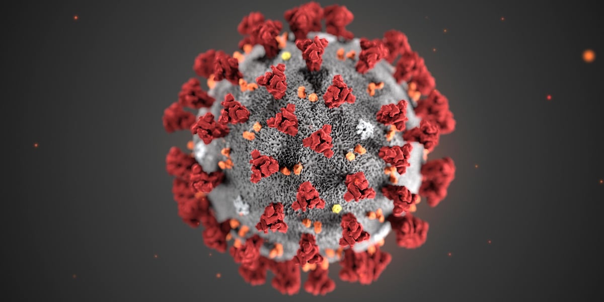 Coronavirus, nuovi ceppi animali preoccupano gli scienziati
