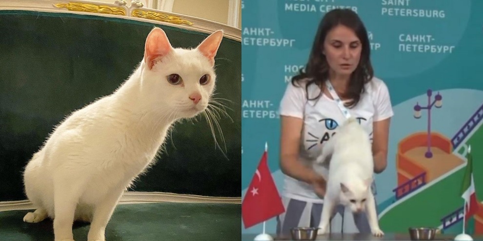 Achille, il gatto indovino svela il verdetto di Italia-Turchia a Euro 2020!