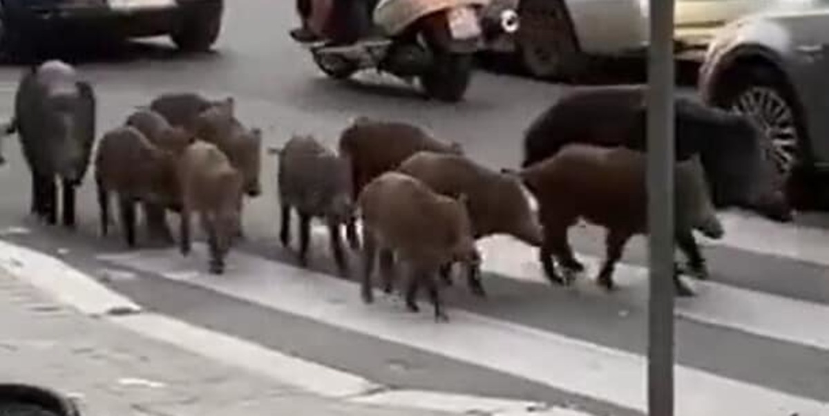 Roma, cinghiali a passeggio a Roma nord VIDEO