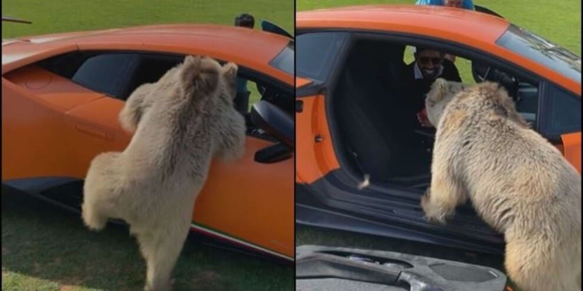Orso distrugge la Lamborghini dello sceicco per una mela: il video è virale!