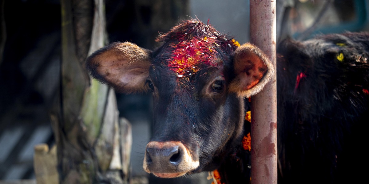 Donna sposa una mucca: “Bacia come mio marito”