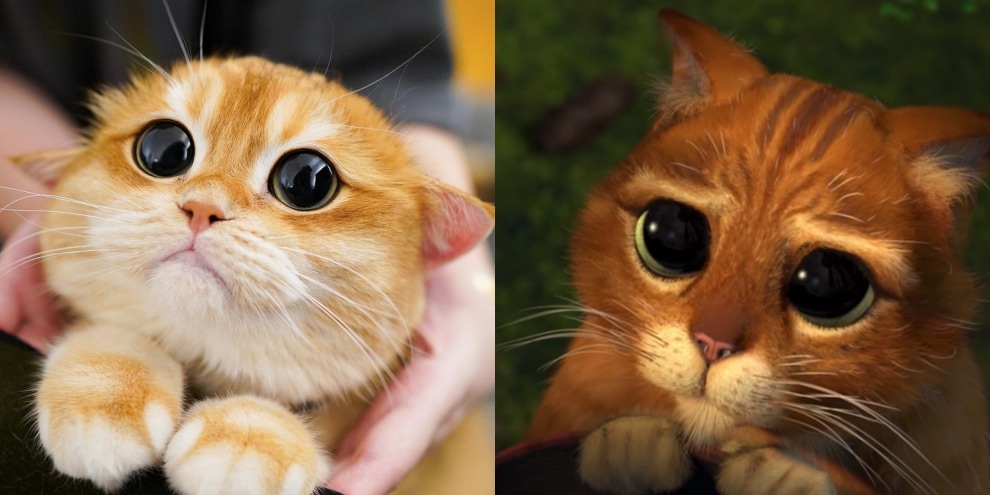 Il gatto di Shrek esiste davvero! Si chiama Pisco ed è una star