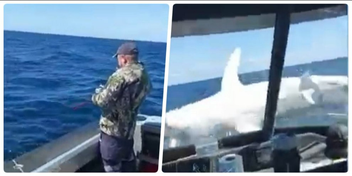 Uno squalo gigantesco salta su una barca! Il video fa impazzire i social: è vero o è un fake?