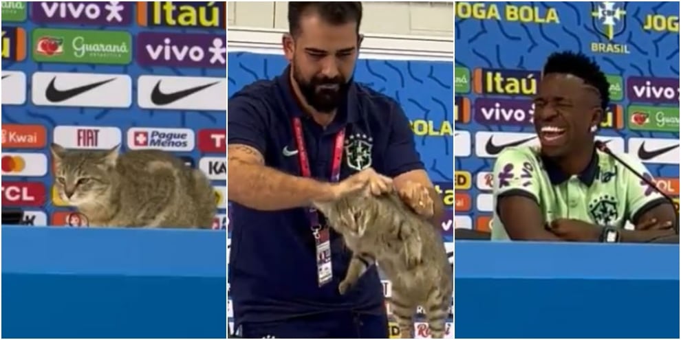 Un gatto irrompe nella conferenza stampa del Brasile e viene maltrattato: la reazione di Vinicius