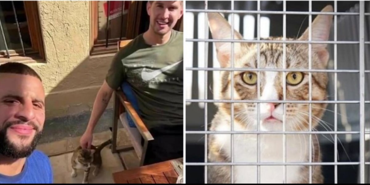 Gli inglesi hanno adottato un gatto in Qatar: cosa ne sarà di lui ora