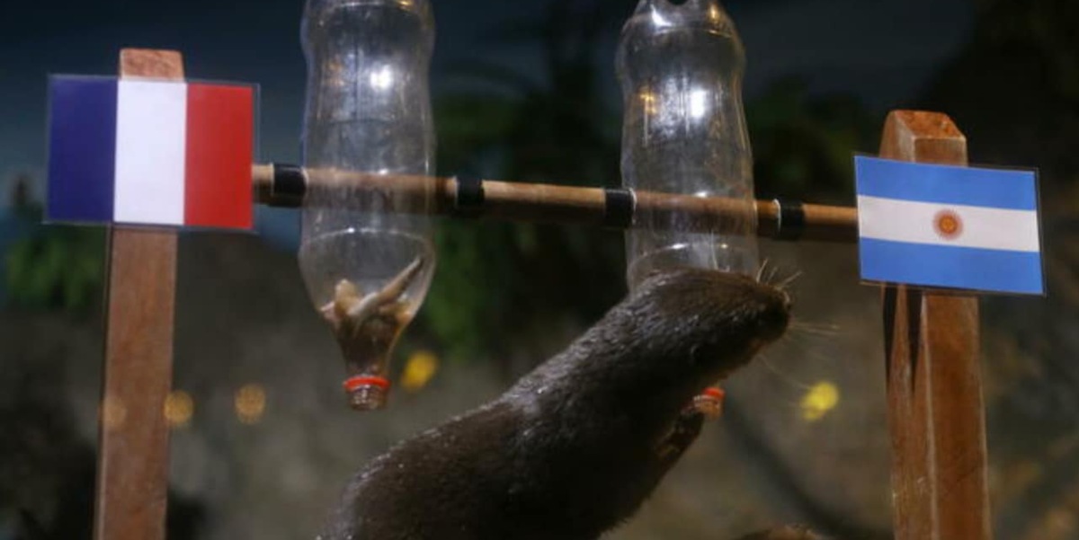Argentina-Francia, chi vince? Ecco cosa dice la lontra indovina...