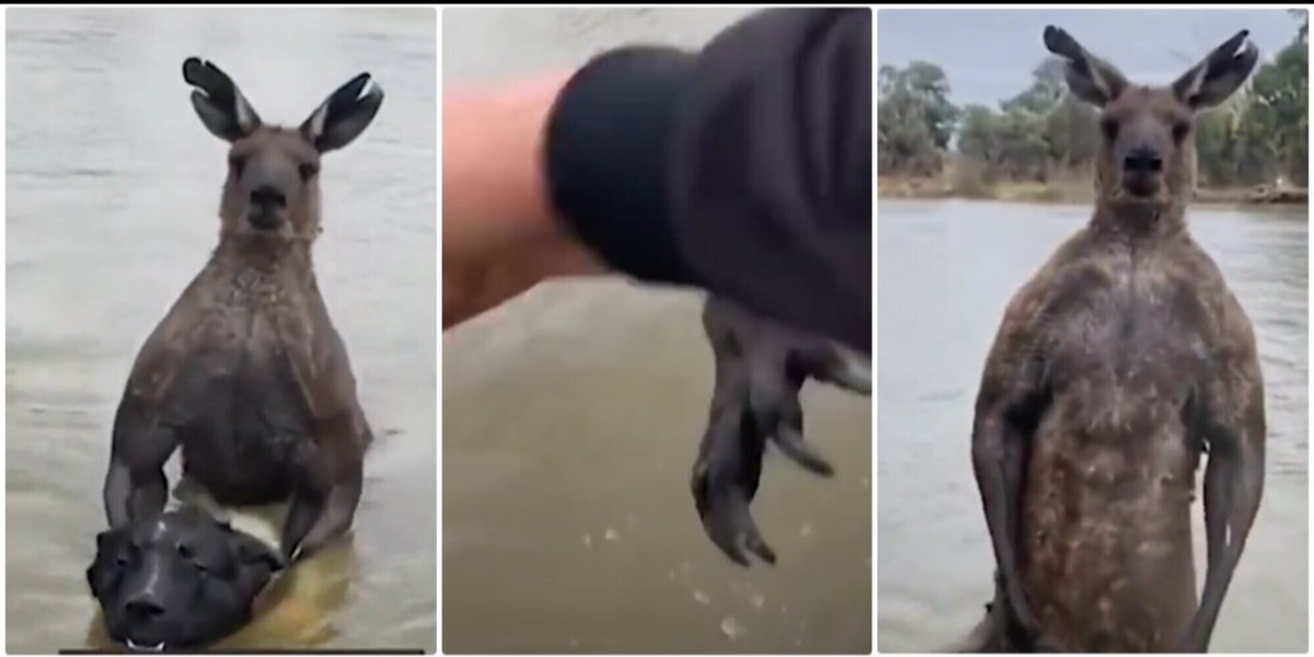 Il suo cane rischia la vita: lotta impressionante tra un uomo e un canguro