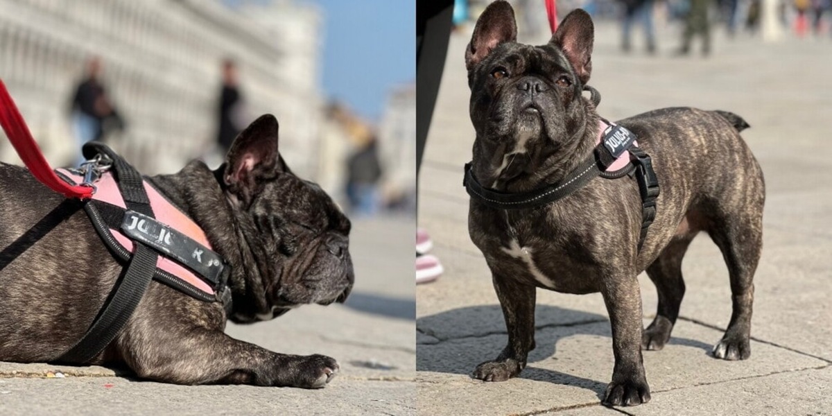 Arriva “Dogs & Museum Road Show”, il primo tour in 52 città italiane e 280 musei