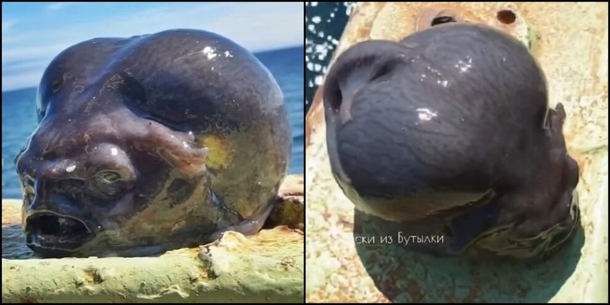Ma cosa hanno pescato in Russia? "È un pesce o la testa di un alieno?", gli esperti si interrogano