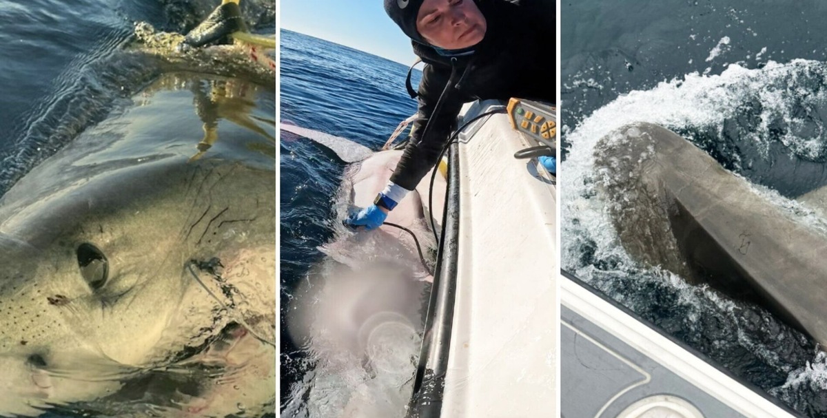 Contender, avvistato il più grande mostro marino (che si può seguire in diretta)