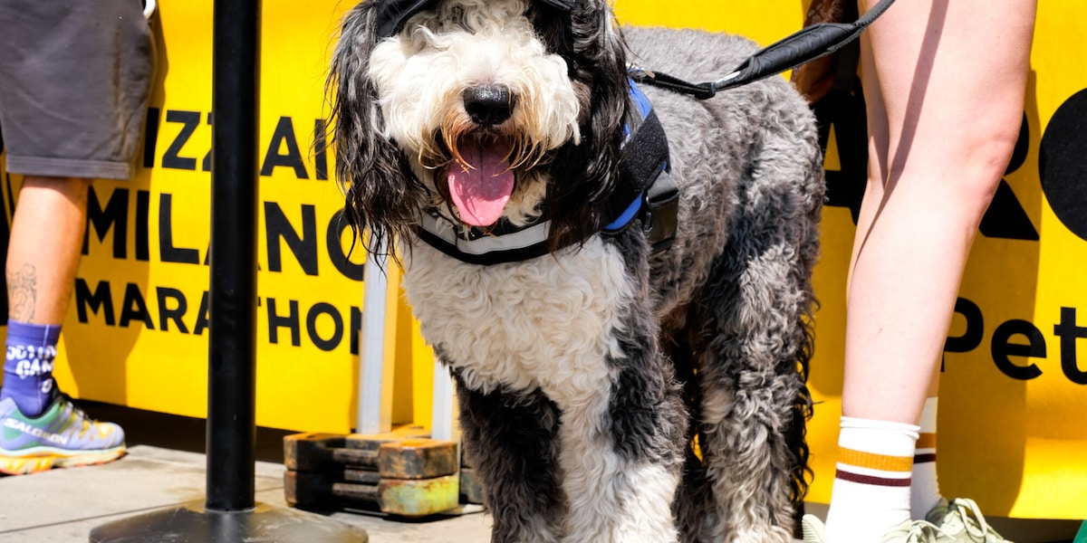 Arcaplanet festeggia il grande successo alla Dog Run di Milano