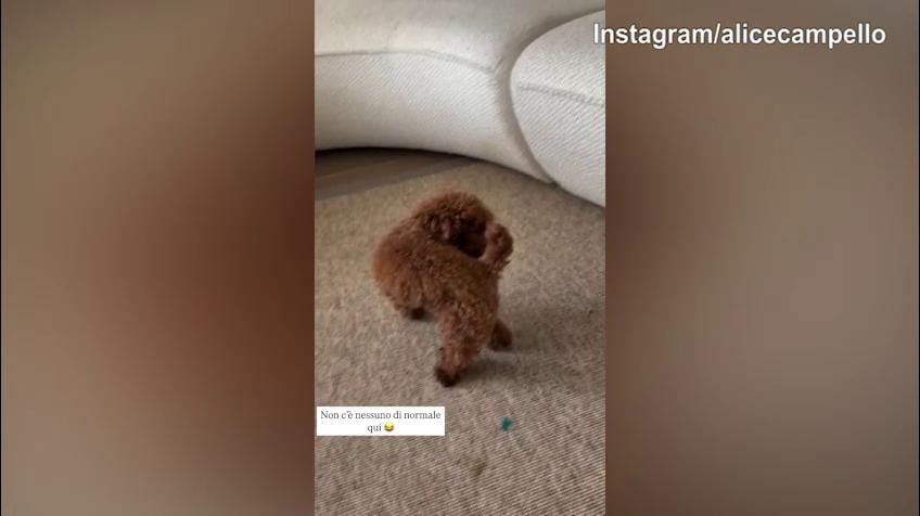 Il cane di Campello e Morata impazzisce...da solo!