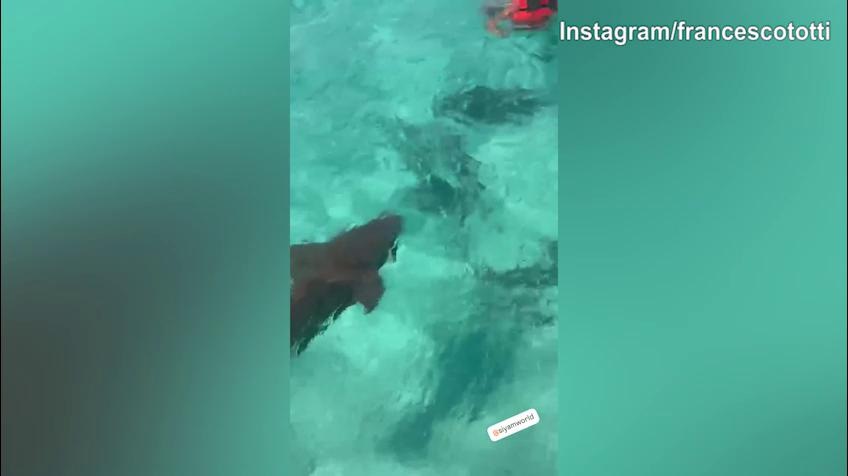 Totti, che paura! In acqua con... gli squali