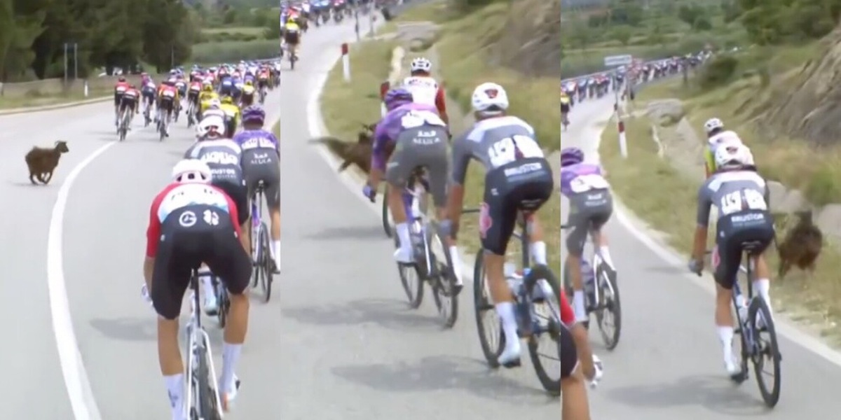 Incidente al Giro d'Italia: capra attraversa la strada e colpisce un ciclista