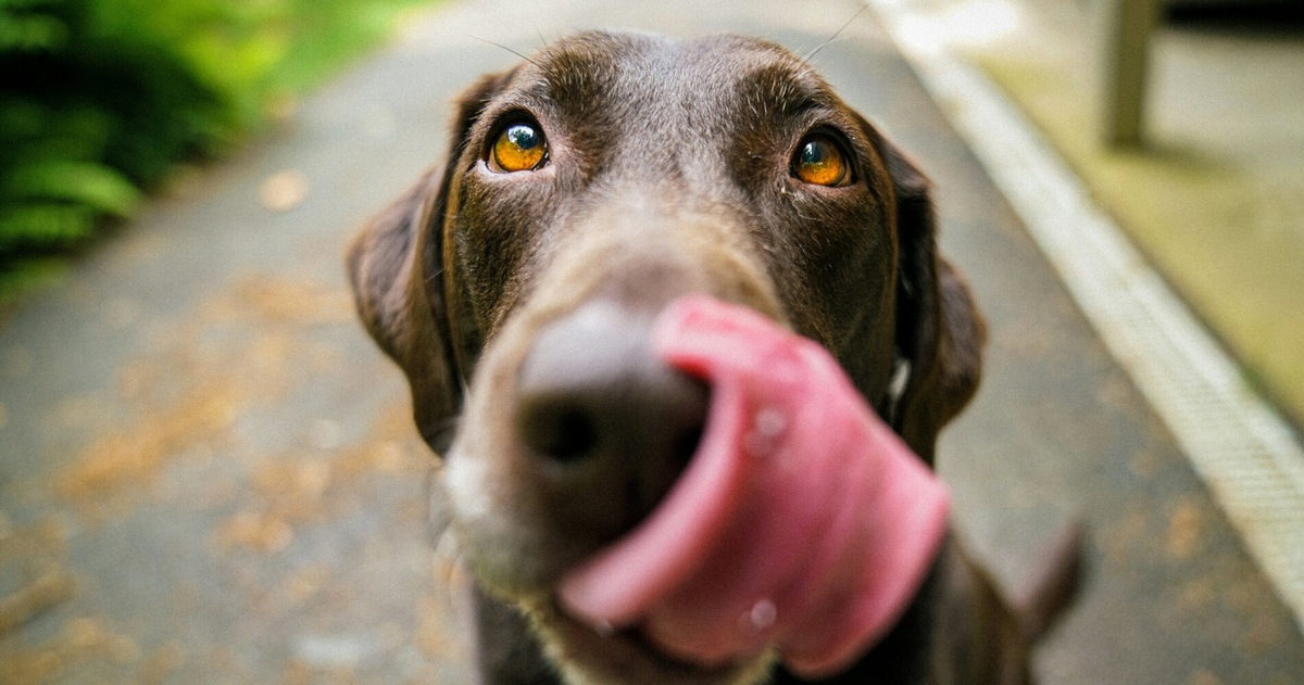 Svelati i 4 motivi per cui il cane lecca sempre i piedi del suo padrone