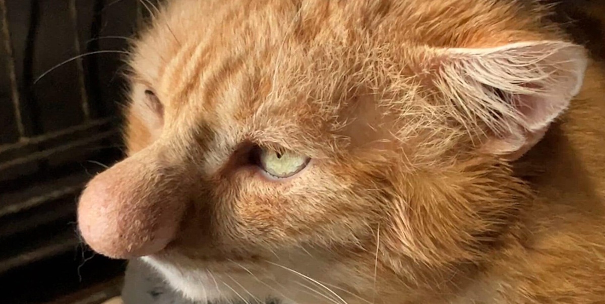 La triste storia di Barney Bubble, il gatto dal naso enorme