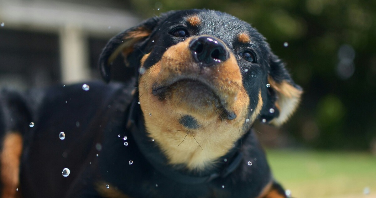 Il pericoloso errore che fai con il tuo cane in estate, parla un addestratore cinofilo